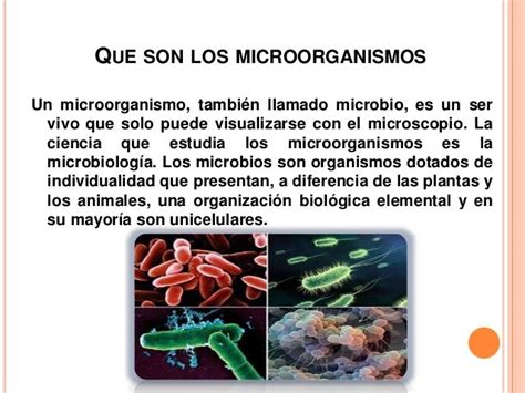 que son los microorganismos